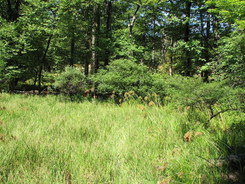 Marsh vegetation pool. Credit: Betsy Leppo